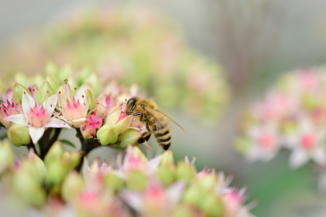 Sammeln Bienen behandelte Pflanzen ab, knnen Rckstnde in den Honig gelangen.