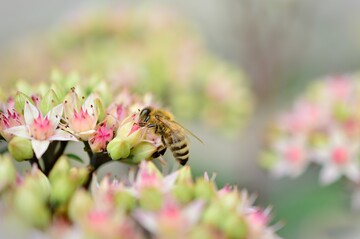 Sammeln Bienen behandelte Pflanzen ab, können Rückstände in den Honig gelangen.