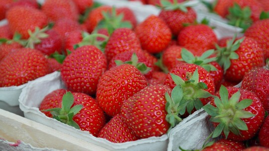 Erdbeeren haben jetzt Saison
