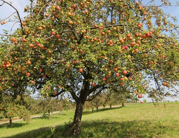 Baden-Wrttemberg erwartet eine ordentliche Streuobsternte. So dicht wie an diesem Baum hngen die pfel frostbedingt aber nicht berall. 