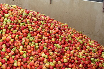 Apfelsaft 2019: Wegen einer voraussichtlich sehr schwachen Streuobsternte im Land wird mit weniger Mostobst fr die im Herbst anstehende Saftkampagne gerechnet.
