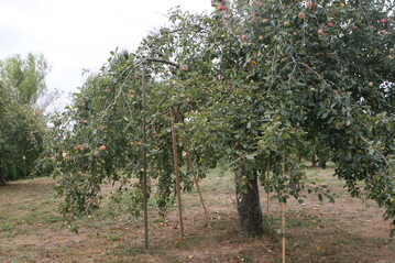 Nur ein regelmäßiger Schnitt trägt zu einer hohen Lebensdauer von Streuobstbäumen bei. Doch der muss bislang zeitaufwendig in Handarbeit erfolgen. Ein Projekt der Uni Hohenheim erforscht, ob diese Arbeit künftig durch einen Roboter erfolgen kann.
