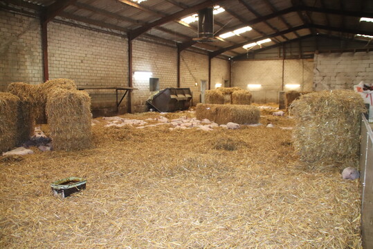  Such das Schwein: Der Strohstall ist der gr��te der 12 R�ume, hier wird getobt, gespielt und geschlafen.   