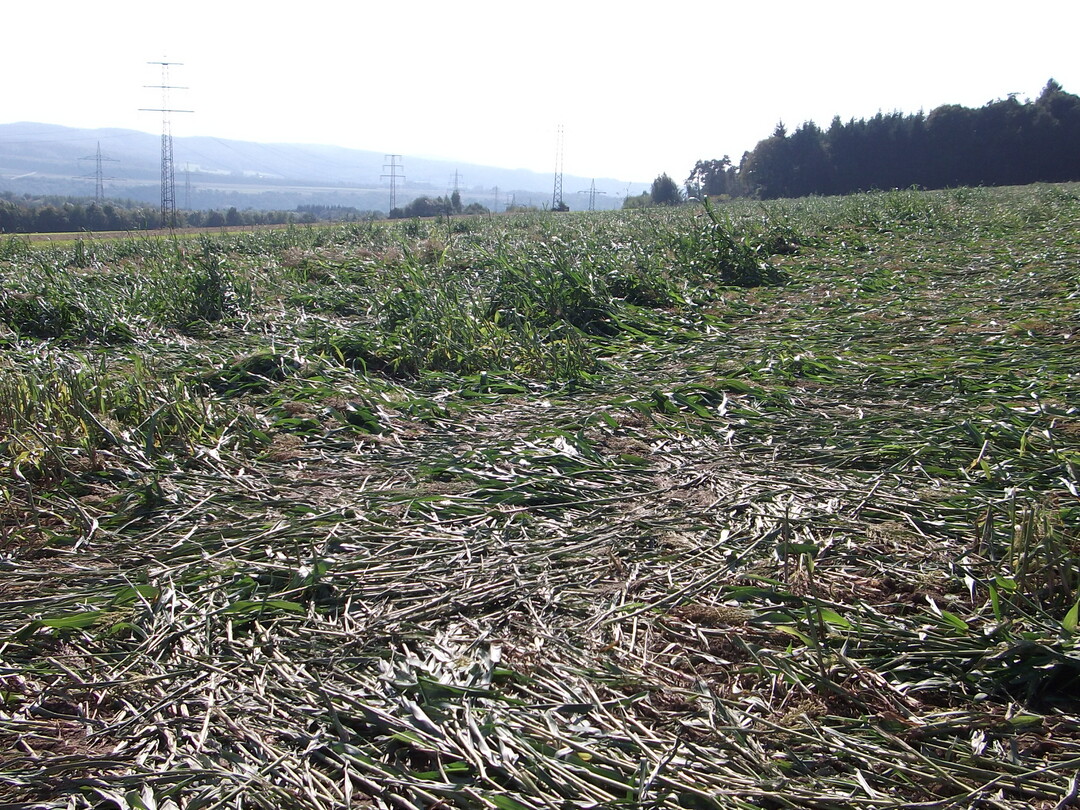 Hochwachsende Pflanzen, hier zum Beispiel Mais, sind bei Sturm besonders gefährdet.