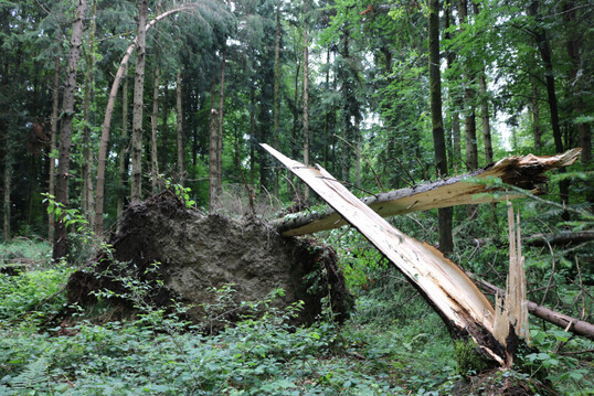    Wie hier ein Sturmtief am 28. und 29. Juni 2021 in Oberschwaben, sorgte auch Sturmtief Nadia fr zahlreiche umgestrzte Bume.