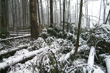 Selbst in den Schadenschwerpunktregionen sind nur Einzel- oder Nesterwürfe zu verzeichnen.