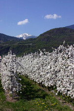 In Südtirol stehen die Obstbäume in voller Blüte, zwei Wochen früher als üblich.