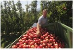 In Südtirol wurden im vergangenen Herbst rund 1,1 Millionen Tonnen Äpfel geerntet, ein hervorragendes Ergebnis.