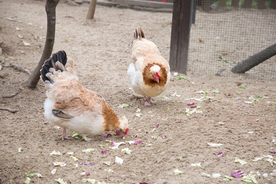 Das Sulmtaler Huhn ist sehr ausgeglichen in der Leistung und bietet in gutem Mae sowohl Fleisch als auch Eier.