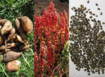 Superfood (v. l. Yacon, Quinoa, Chia) auch in Deutschland anbaubar