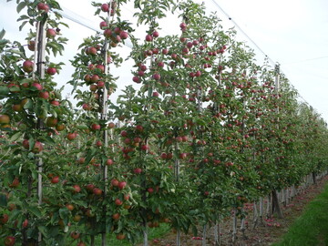  Einer Fruchtwand gleich prsentiert sich die neue Anbauform der Super-Spindelanlage.