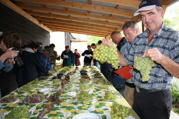 Leckere Trauben trotz schlechtem Wetter: Mit fast doppelt so groen Beeren wie normale Tafeltrauben prsentierte Versuchsbetriebsleiter Roman Dppler die Sorte Arkadia veim fnften Tafeltraubentag in Veitshchheim. 