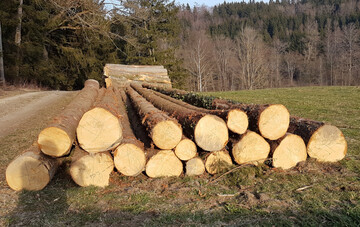 Nutze Holz aus nachhaltiger Forstwirtschaft  fr uns und unsere Erde: Der Internationale Tag des Waldes ist ein guter Anlass, um auf die Bedeutung der Wlder und ihren unschtzbaren Wert fr uns alle aufmerksam zu machen, sagte Forstminister Peter Hauk MdL.
