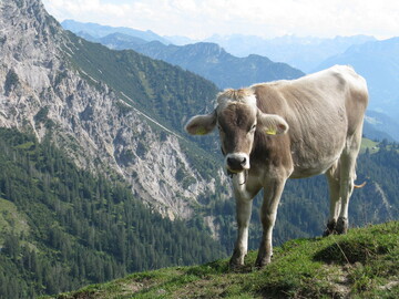 Risiko Sommerfrische: Wie Untersuchungen besttigt haben, wird der Tb-Erreger durch Rotwild auf Rinder bertragen. 