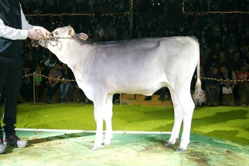 Das teuerste, verkaufte Rind auf der zweiten RBW-Sale Night: Die Auranto-Noemie aus der Zucht von Friedrich Sauter wechselte fr 12.000 Euro ihren Besitzer. 