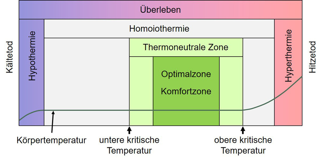 Schematische Darstellung wichtiger Zonen der Umgebungstemperatur bei der Thermoregulation von Wiederkuern.