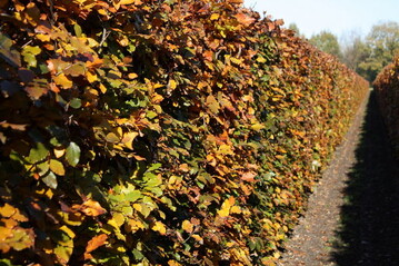 Rotbuchen-Hecke