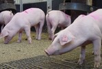 Aus Schweinegülle wird Dünger oder Biokohle
