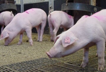 Aus Schweineglle wird Dnger oder Biokohle