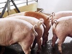 Das Zuchtunternehmen Topigs Norsvin will in Zukunft verstärkt Schweine selektieren, die einen intakten Ringelschwanz haben.