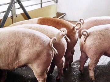 Das Zuchtunternehmen Topigs Norsvin will in Zukunft verstrkt Schweine selektieren, die einen intakten Ringelschwanz haben.