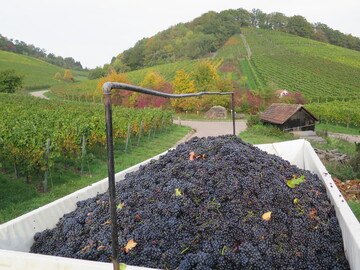 Die Weinlese 2017 ist so gut wie abgeschlossen.