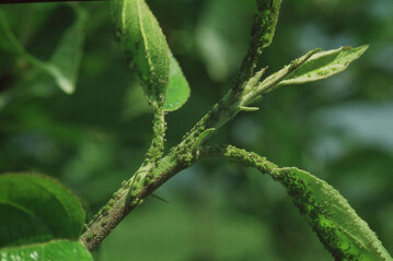 Kolonie grner Blattluse an einem Langtrieb im Sommer.