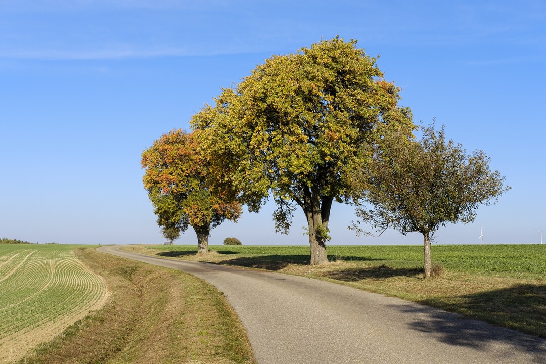 Abgemulchte Feldrändern bieten Mäusen keinen Rückzugsraum.