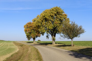 Abgemulchte Feldrndern bieten Musen keinen Rckzugsraum.