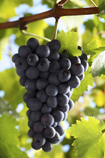 Demnchst startet die Lese.