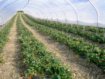 Das Interesse am Anbau von Erdbeeren in begehbaren Tunneln wächst.