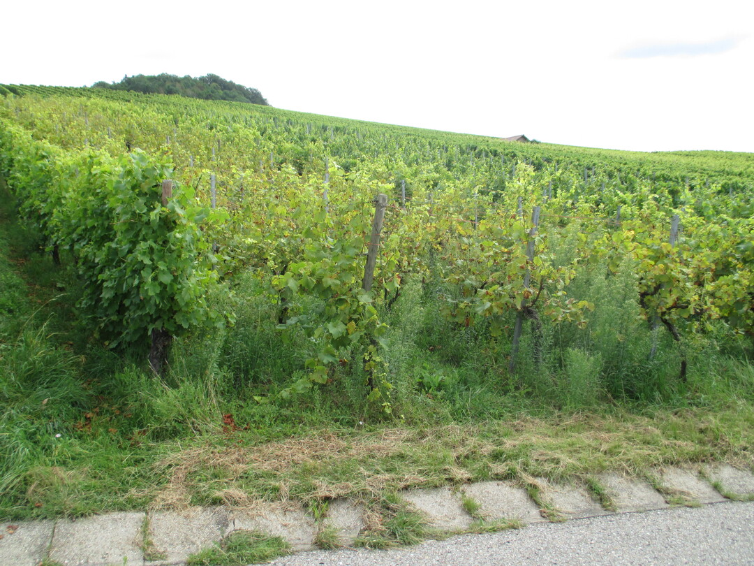 Trotz Mindestpflegepflicht von landwirtschaftlichen Grundstücken, verwahrlosen zahllose Flächen im Weinbau.