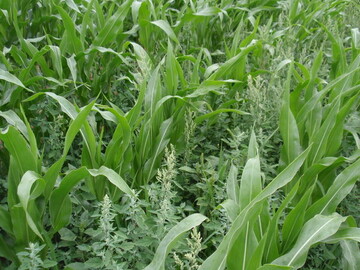 Verunkrautung mit Wei�em G�nsefu� in einem Maisbestand