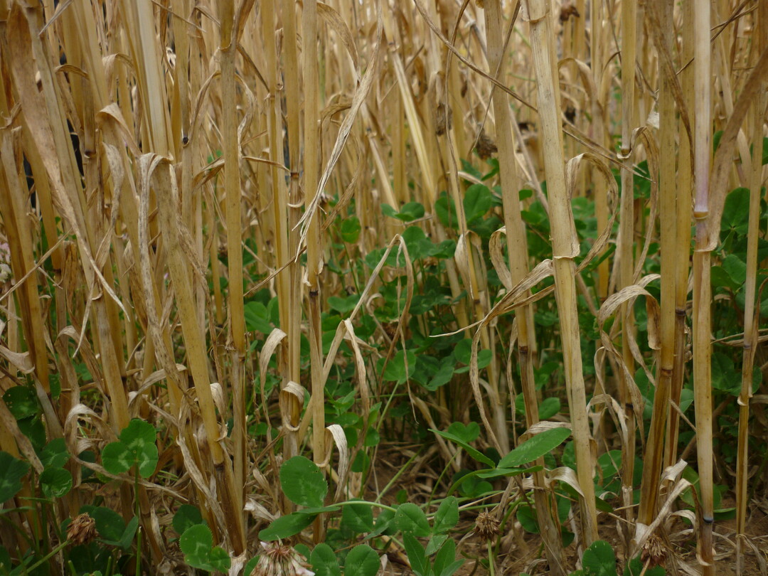 Eine m�glichst ganzj�hrige Begr�nung sch�tzt den Boden vor Erosion.&nbsp;