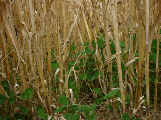 Eine m�glichst ganzj�hrige Begr�nung sch�tzt den Boden vor Erosion.&nbsp;