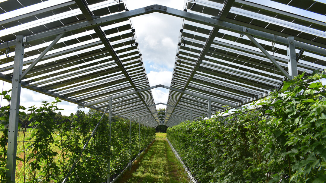 Das "Fruitvoltaic" Projekt auf den Feldern von Maarten van Hoof ermöglicht die Doppelnutzung landwirtschaftlicher Flächen zur Erzeugung von Solarstrom und Nahrungsmitteln.