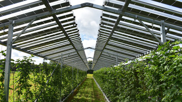 Das "Fruitvoltaic" Projekt auf den Feldern von Maarten van Hoof ermglicht die Doppelnutzung landwirtschaftlicher Flchen zur Erzeugung von Solarstrom und Nahrungsmitteln.