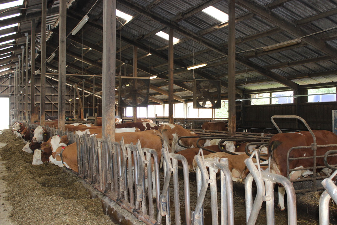 Ventilatoren im Stall sorgen f�r effiziente und kurzfristige Abk�hlung.