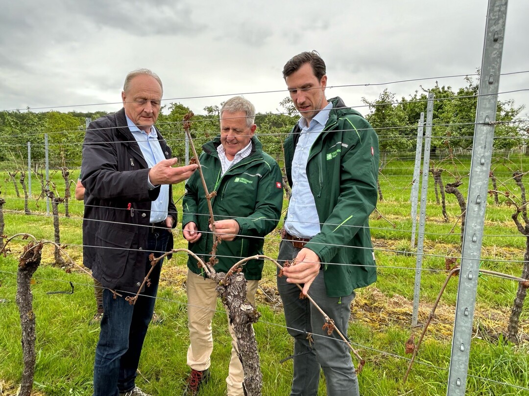 Bei einer so genannten Gemeinschaftstaxe kamen in Lwenstein, im Landkreis Heilbronn, ber 50 Sachverstndige der Bezirksdirektion Stuttgart zusammen, um mit der Schadenregulierung der nchsten Tage zu beginnen. Auch die Reben von Bauernprsident Joachim Rukwied (links) wurden vom Frost geschdigt.