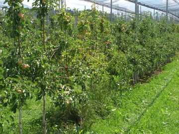 In der Krautschicht der Obstanlagen können sich Mäuse verstecken und die Bäume durch Rinden- und Wurzelfraß schädigen, in Folge können ganze Baumreihen absterben.