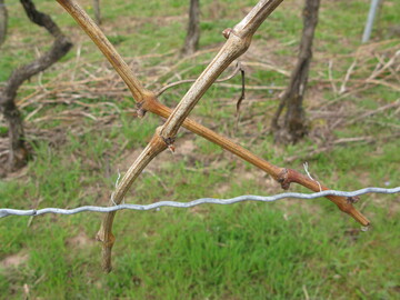Verpnt: Biegen ber Kreuz erzeugt Verdichtungen.
