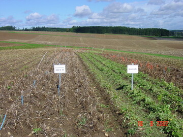 Versuche zur Krautabtötung