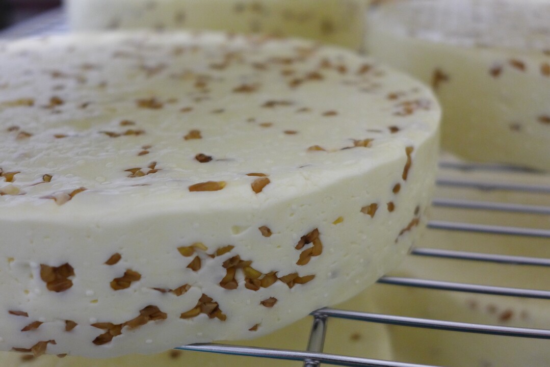 Der Gewinnerkäse “Oberfelder Bocksbert” als ungereifter Käse, kurz nach dem Verschöpfen.