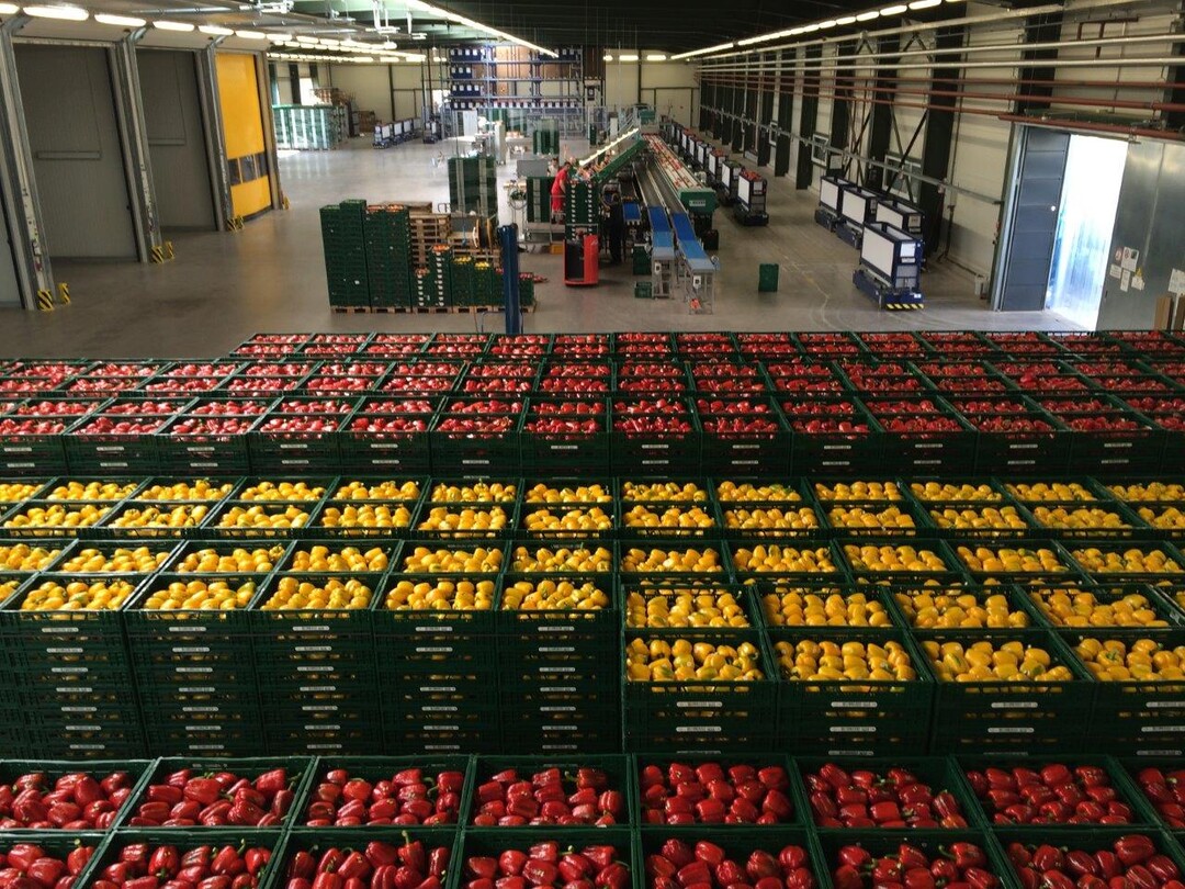 Die Gre der Parprikaproduktion im Hegau auf einen Blick.