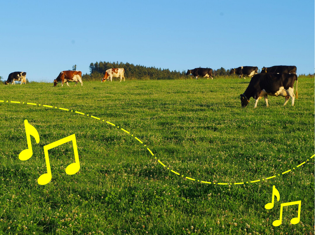 Überschreitet eine Kuh die virtuelle Weidegrenze, spielt das GPS-Halsband in einem ersten Schritt einen hochfrequenten Ton.