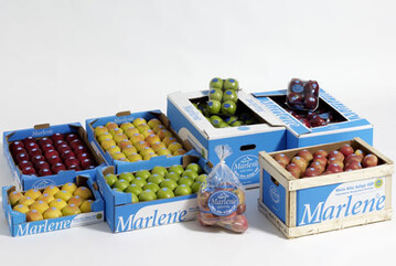 Mit der neuen Sortenstrategie im Sdtiroler Apfelanbau wird sich der Anteil an Clubsorten weiter erhhen. 