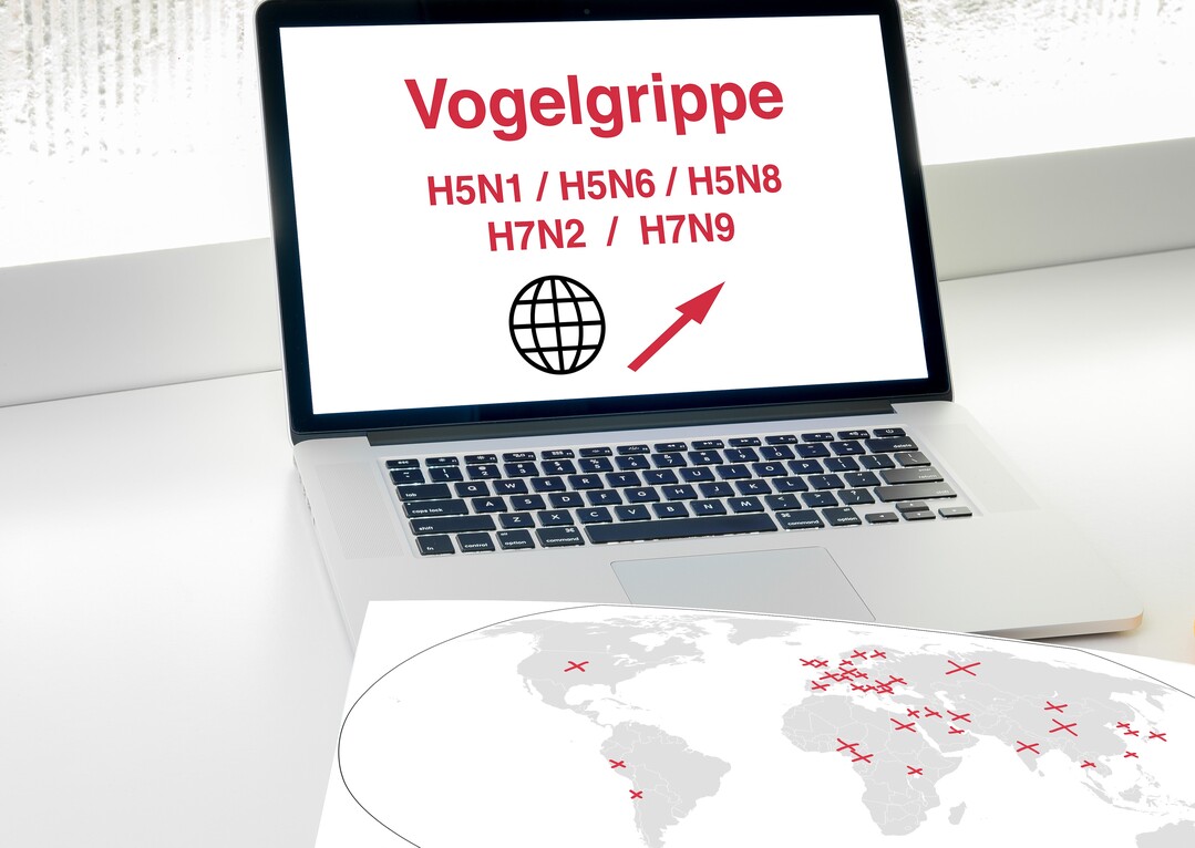 Im Dezember 2022 haben die Geflügelpestausbrüche in Europa weiter zugenommen.