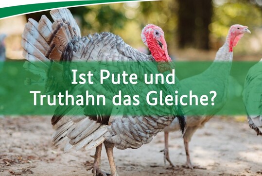 Ist Pute und Truthahn das Gleiche?  die Antwort auf diese hufig gestellte Frage gibt das BZL in der neuesten Folge des Videoformats Wissenshppchen auf seinem YouTube-Kanal.