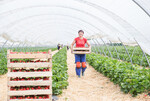 Nicht in jedem Betrieb waren ausreichend Erntehelfer für die Erdbeerernte verfügbar.