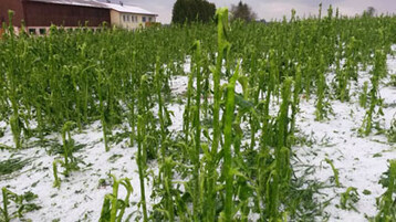 Ein schwerst zerstrtes Winterrapsfeld in Dornhan-Gundelshausen 
